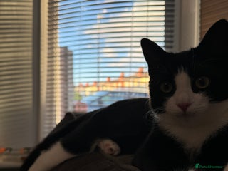 Domestic Shorthair cats kittens - Advert 8