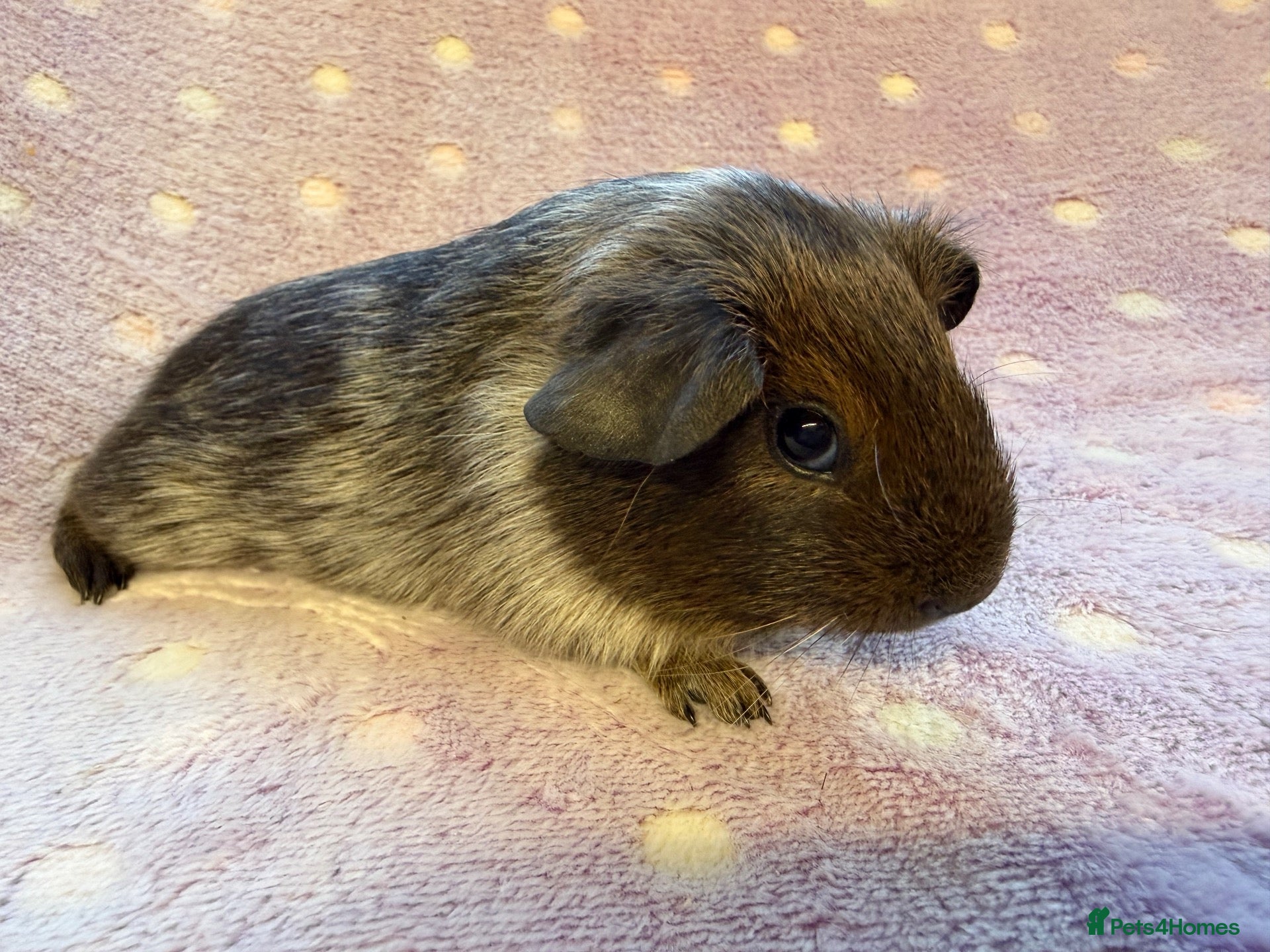 Guinea Pig rodents Very cute babies - Advert 1