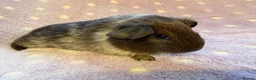Guinea Pig rodents for sale: Very cute babies - Advert 1
