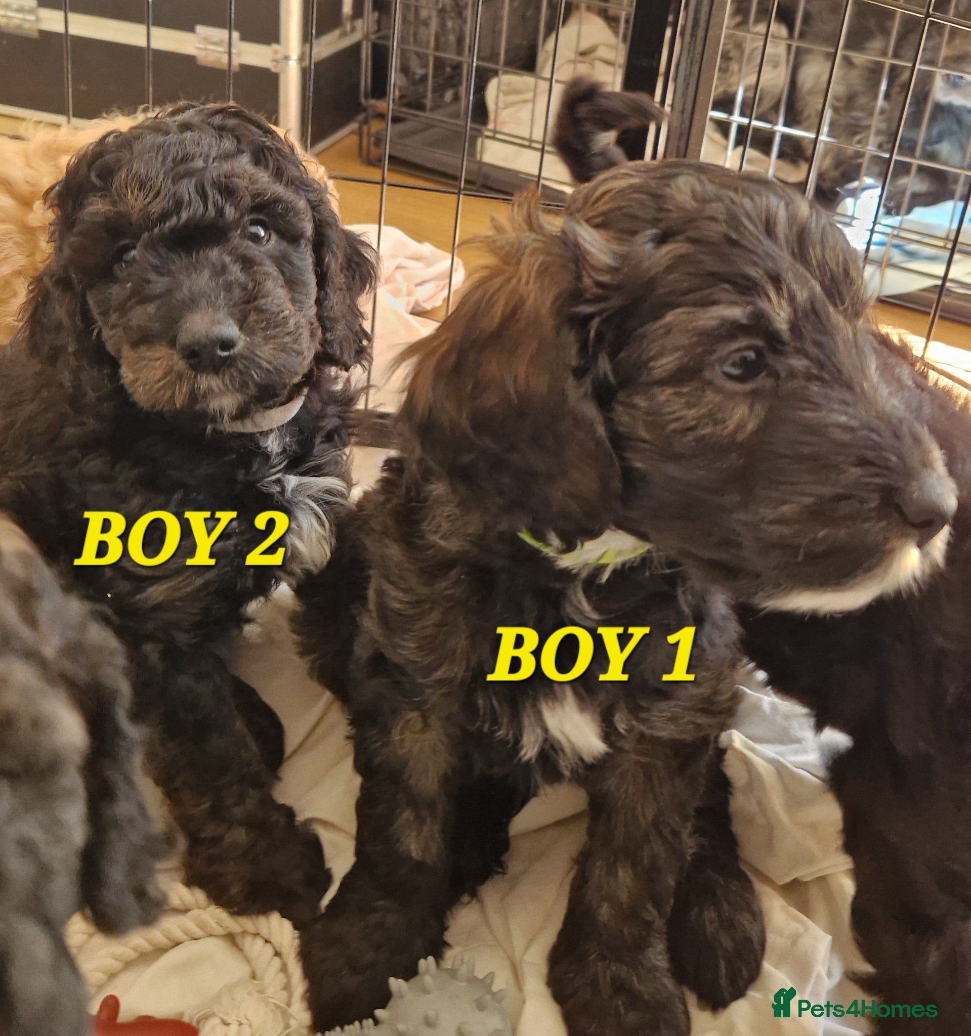 Cockapoo dogs F1b Cockapoos  - Advert 16