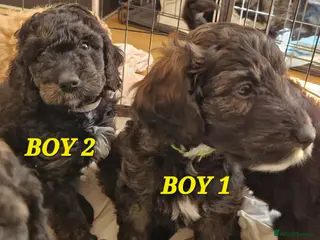 Cockapoo dogs F1b Cockapoos - Advert 16