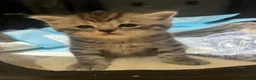 American Shorthair cats for sale: Beautiful BSH Kittens for sales  - Advert 3