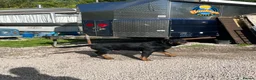 Rottweiler dogs for sale: Rottweiler pups  in Kendal - Advert 2