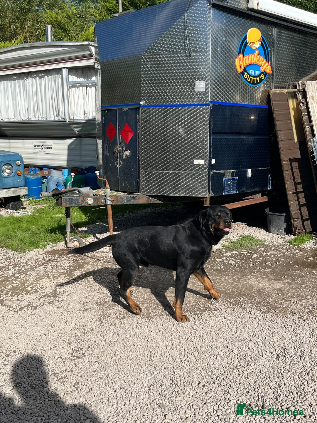 Rottweiler dogs for sale: Rottweiler pups  in Kendal - Advert 2