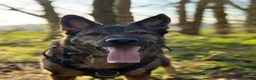 German Shepherd dogs for sale: Male German shepherd 7years - Advert 21