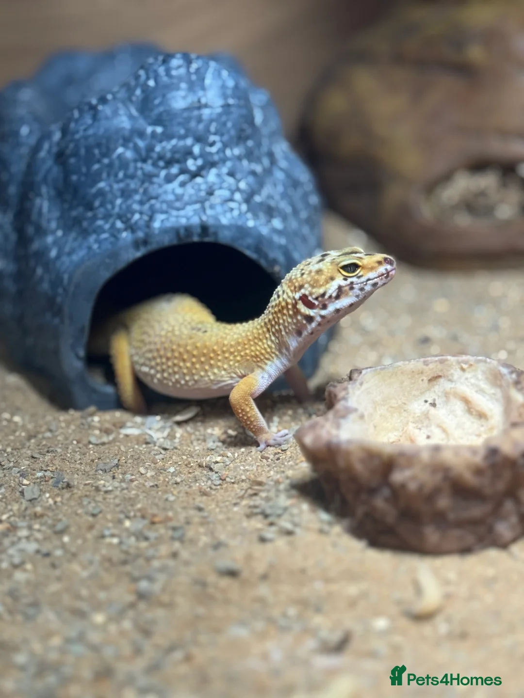 Gecko reptiles for sale: Stunning Morph Geko with setup  - Advert 8