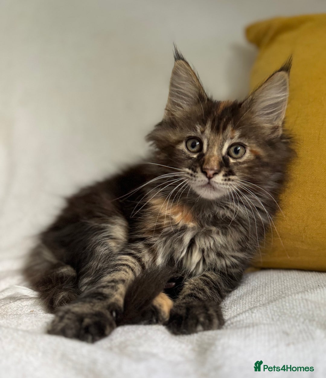 Maine Coon cats for sale: TICA Splendid Maine Coon  - Image 7