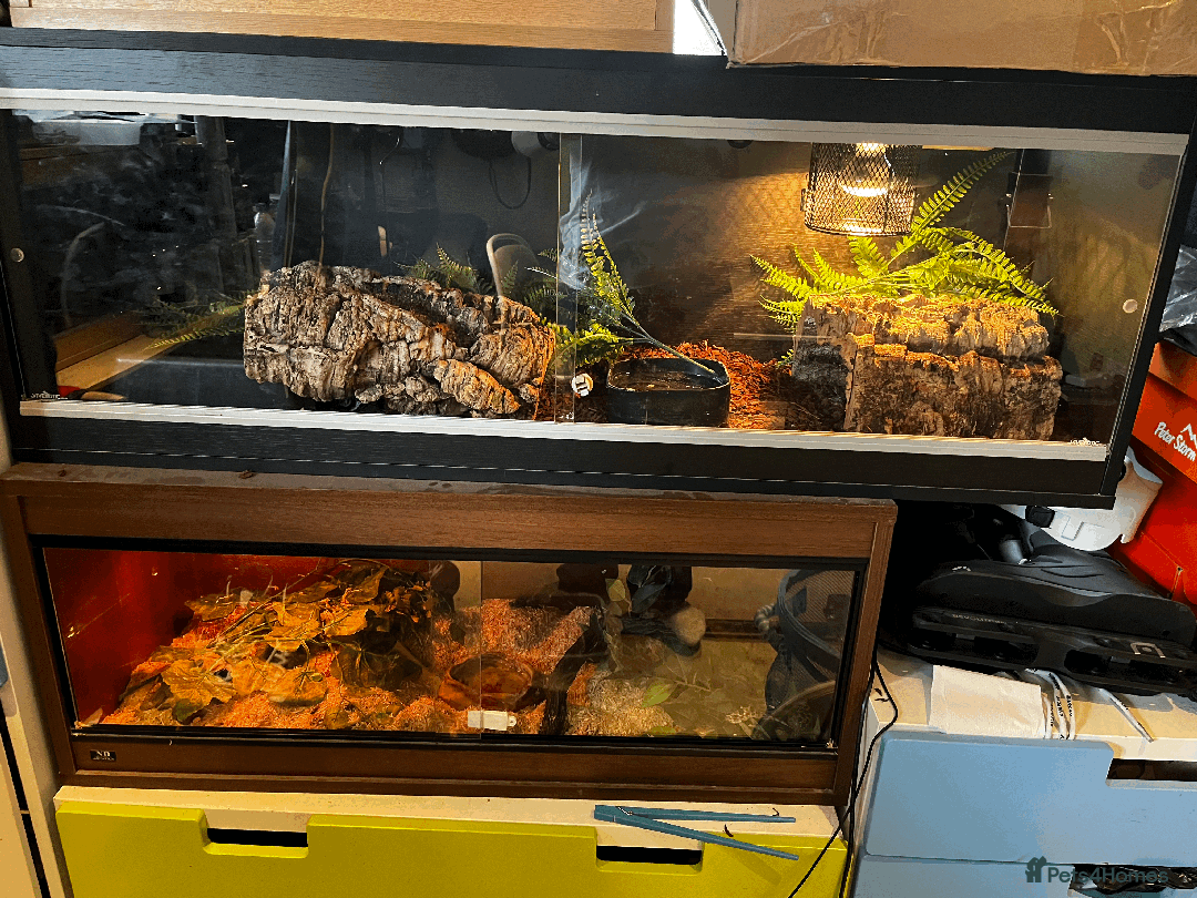 Python Snake reptiles for sale: royal python with full setup "read description" - Advert 2