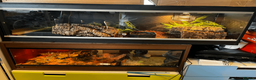Python Snake reptiles for sale: royal python with full setup "read description" - Advert 2