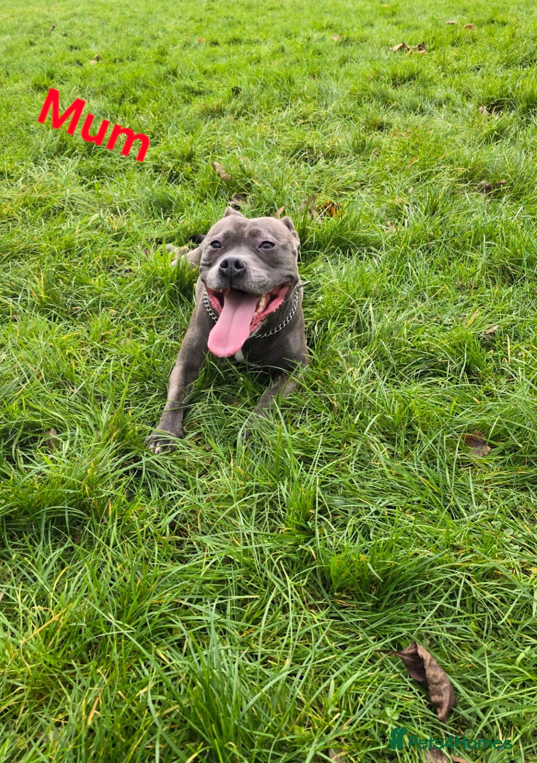 Staffordshire Bull Terrier dogs for sale: Blue staffordshire bull terrier - Advert 6