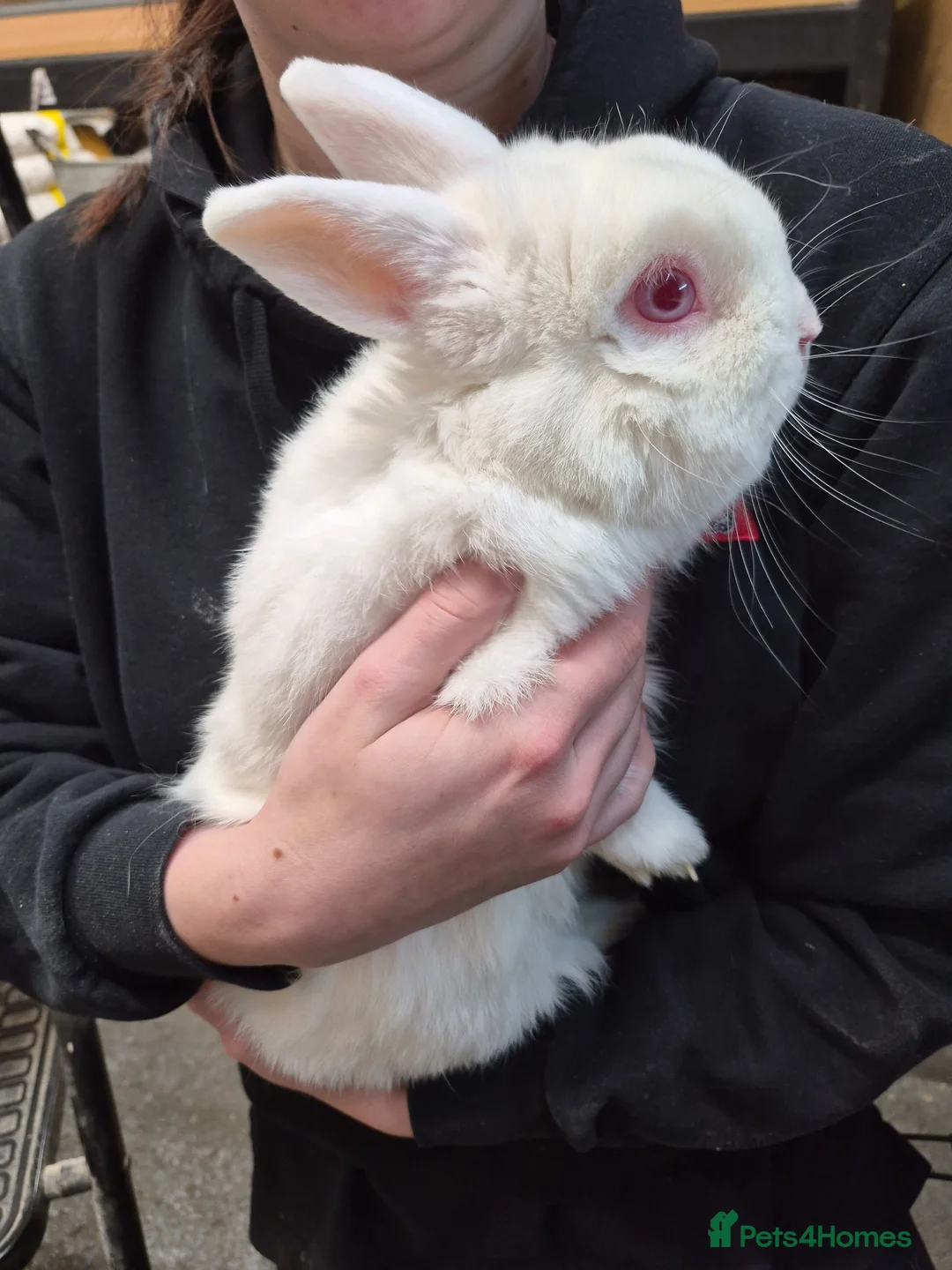 Mixed Breed rabbits for sale: Rabbits for sale in Coalville - Advert 4