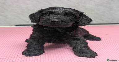 Cockapoo dogs Stunning health tested F1 cockapoo puppies - Advert 9