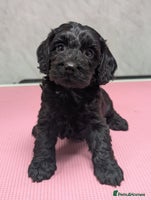 Cockapoo dogs Stunning health tested F1 cockapoo puppies - Advert 2