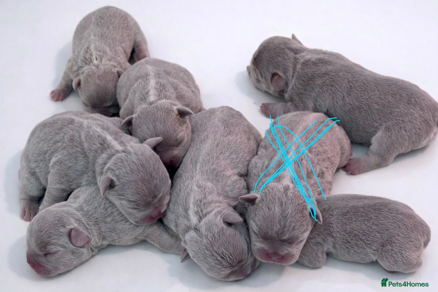 French Bulldog dogs French bulldog lilac colour  - Advert 18