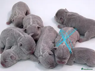 French Bulldog dogs French bulldog lilac colour - Advert 18