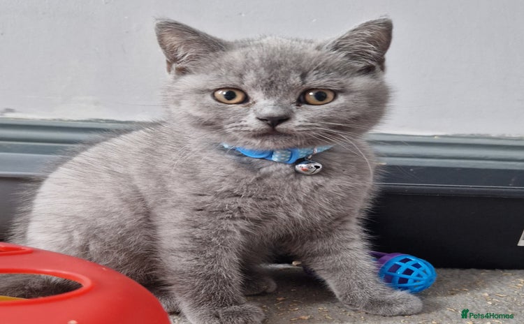 British Shorthair cats - Advert 4