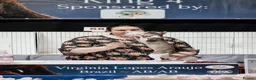 Cornish Rex cats for sale: Champion Cornish Rex girls in Stamford - Advert 11