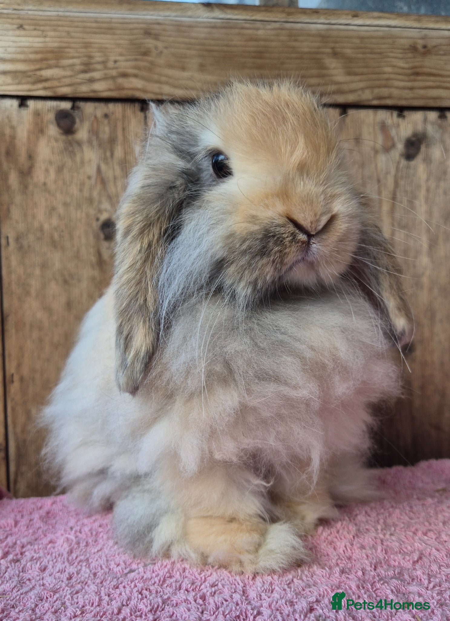 Mini Lop rabbits Cashmere mini lop bucks  - Advert 14