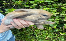 Mini Lop rabbits for sale: Pure Bred Mini Lop Bunnies  - Image 11