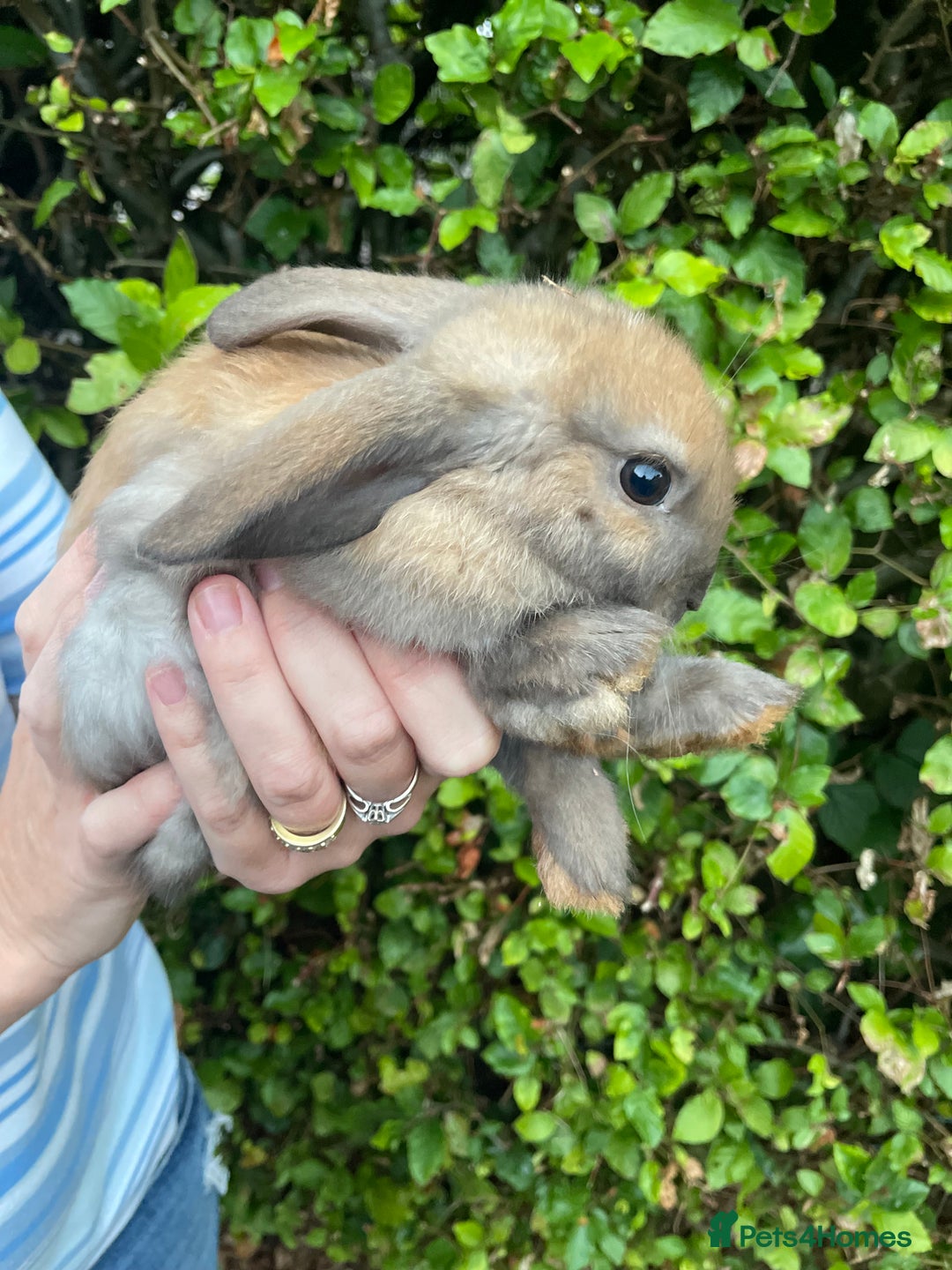 Mini Lop rabbits for sale: Pure Bred Mini Lop Bunnies  - Image 11
