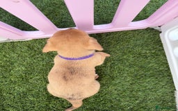 Mixed Breed dogs for sale: 7 beautiful jackshund puppies for sale - Image 18