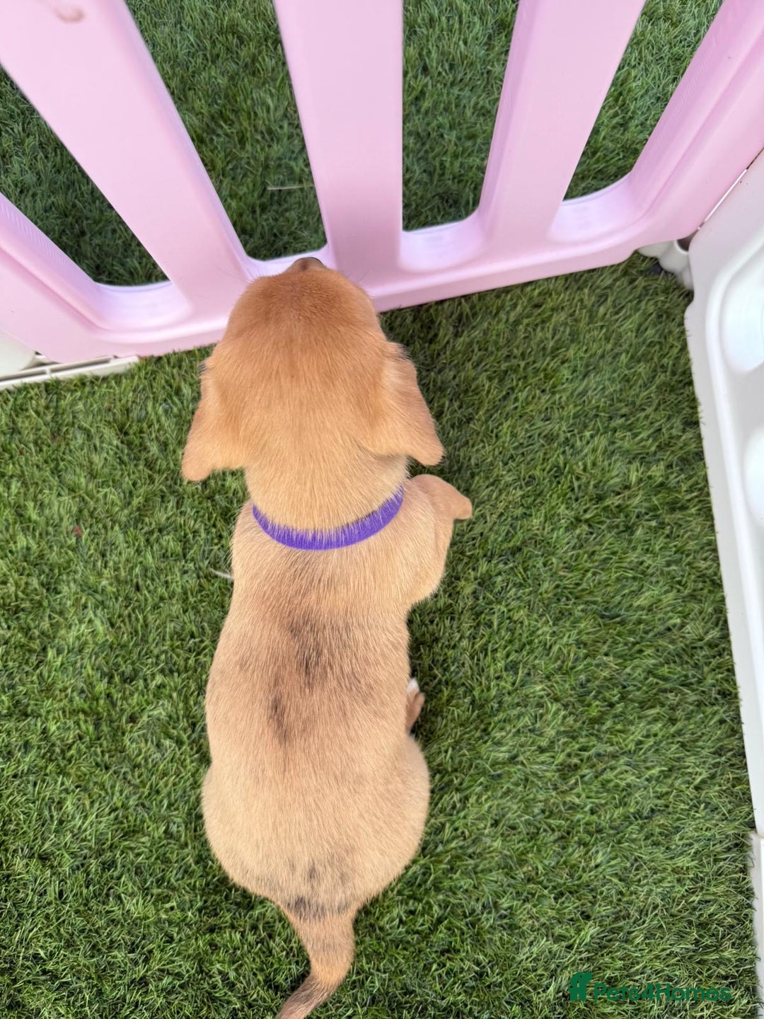 Mixed Breed dogs for sale: 7 beautiful jackshund puppies for sale - Image 18