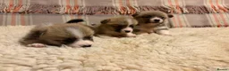 Welsh Corgi Pembroke dogs for sale: 5 Welsh Pembrokeshire Corgis Puppies For sale in Llandysul - Advert 4