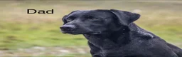 Labrador Retriever dogs for sale: KC Reg Labrador Retriever Puppies Health Tested in Melton Mowbray - Advert 4