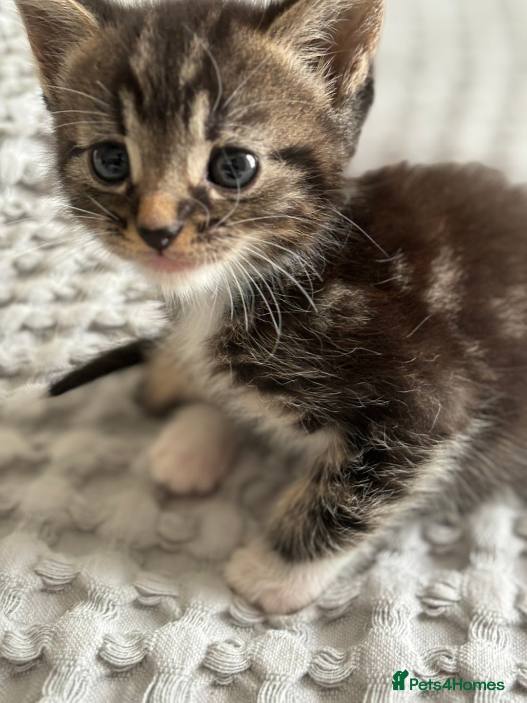 Maine Coon cats for sale: 🌟Adorable kittens now ready 4 forever home🌟 - Image 31