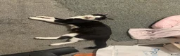 Mixed Breed dogs for sale: Mixed blk&wht  kittens available now - Advert 8