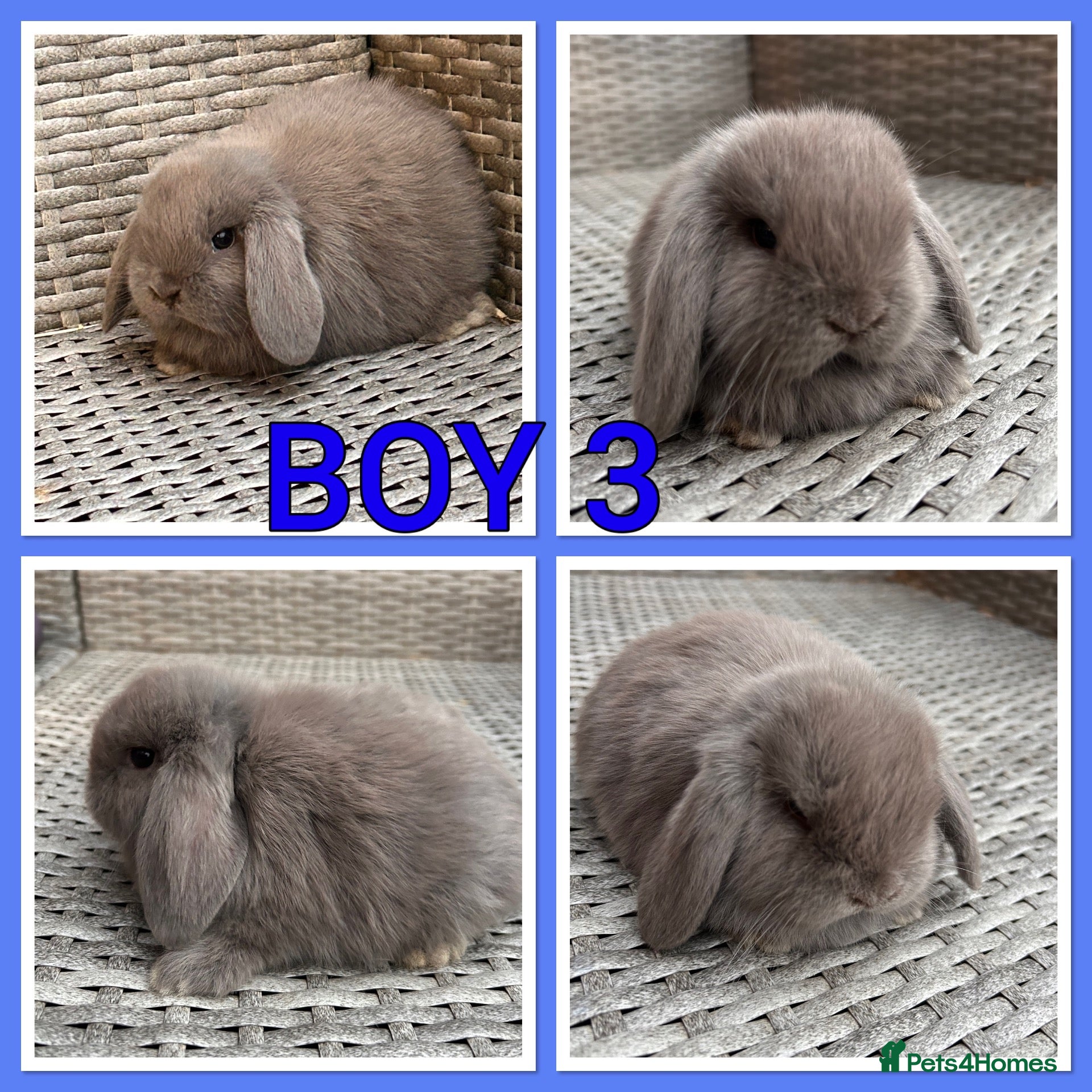 Mini Lop rabbits Mini lop babies  - Advert 2