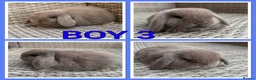 Mini Lop rabbits for sale: Mini lop babies  - Advert 5