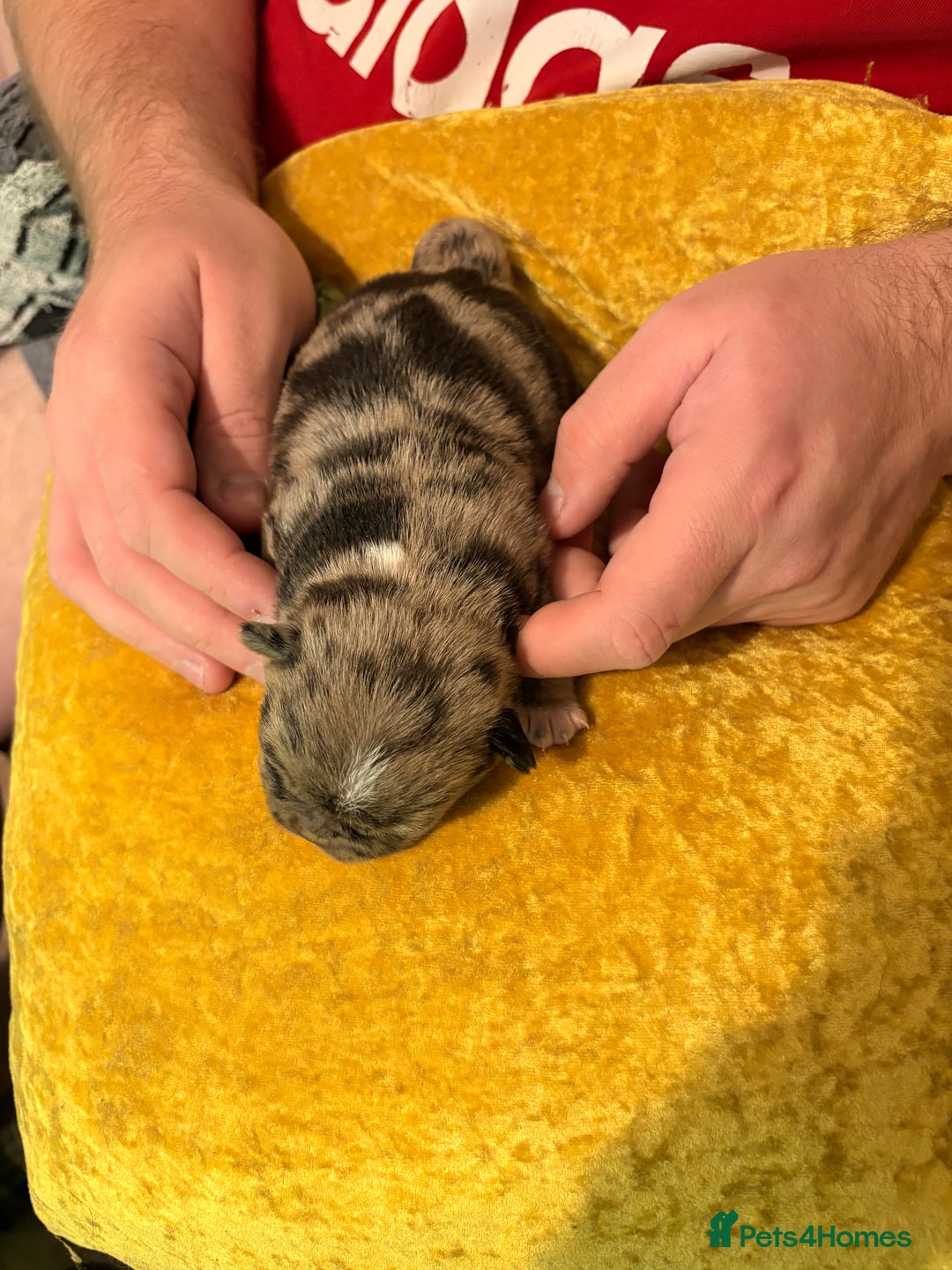 Jug dogs for sale: Amazing Jug Puppies - Image 3