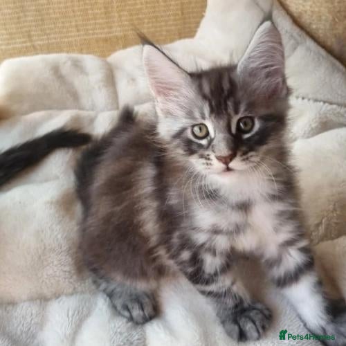 Maine Coon cats beautiful, playful Maine coon kittens - Advert 2