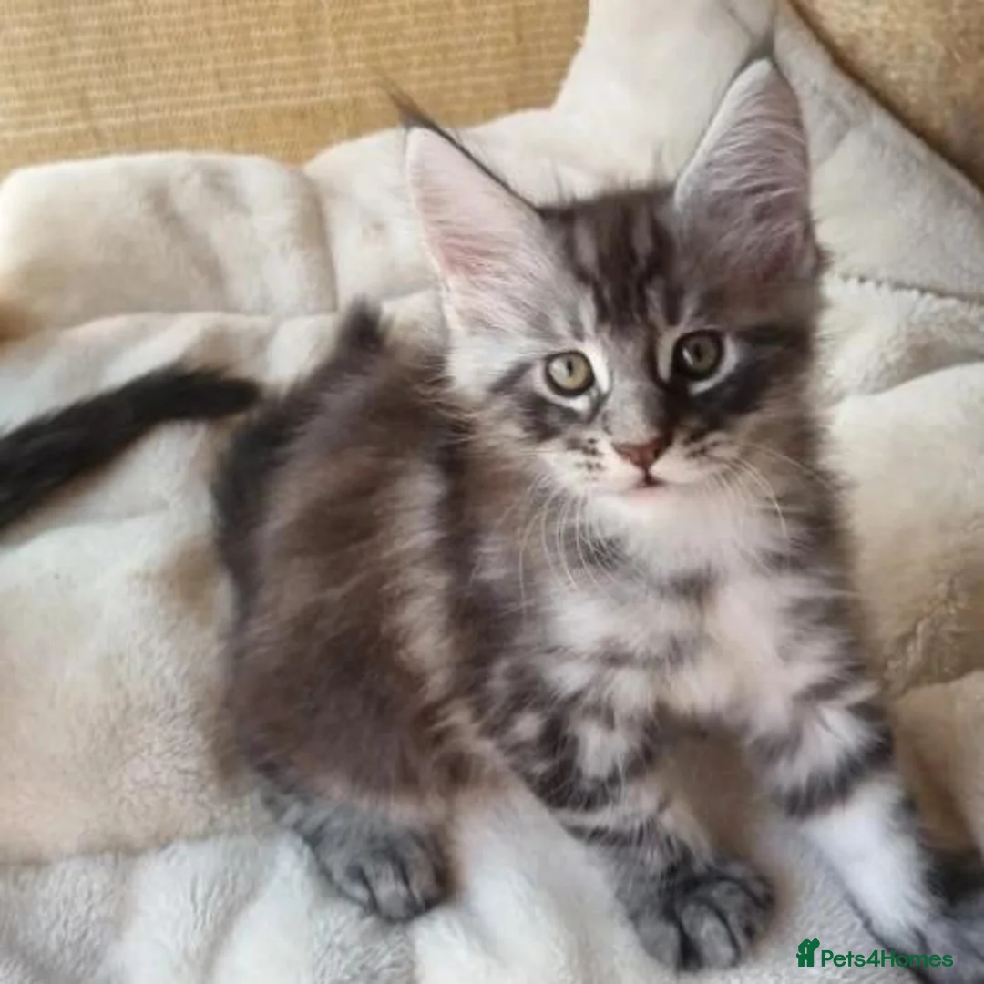 Maine Coon cats for adoption: beautiful, playful Maine coon kittens - Advert 1