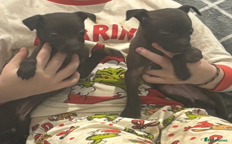 Italian Greyhound dogs Itlaian greyhound puppy's for sale - Advert 1