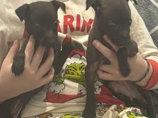 Italian Greyhound dogs Itlaian greyhound puppy's for sale - Advert 1