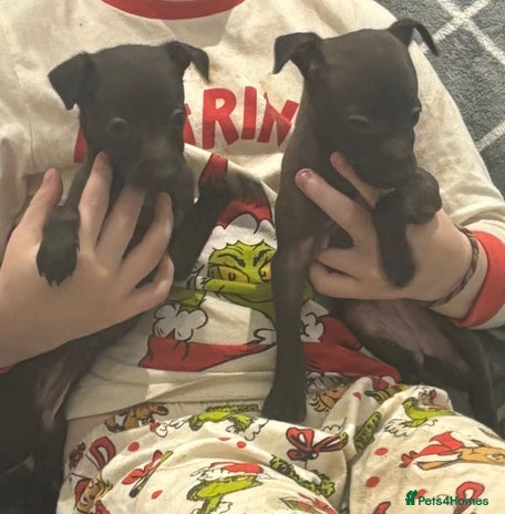 Italian Greyhound dogs Itlaian greyhound puppy's for sale - Advert 1