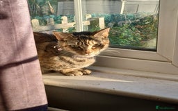 Mixed Breed cats for sale:  Kittens need new homes!! 🤗🤗 - Image 9