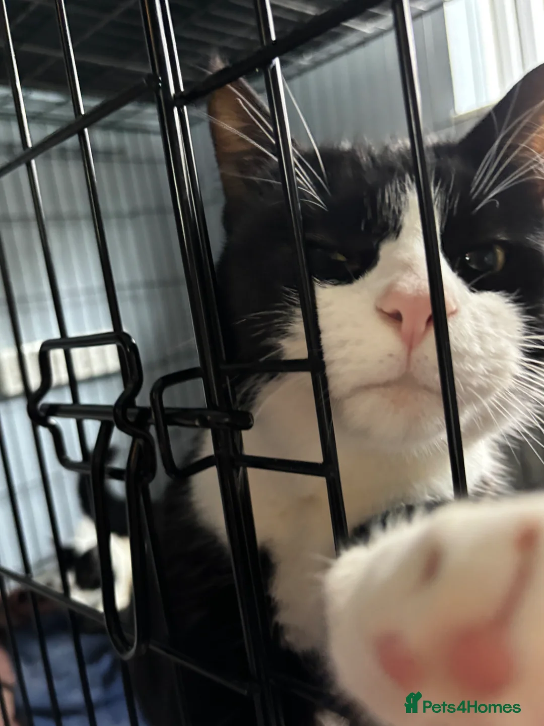 Domestic Shorthair cats for adoption: Adopt From Cats in Crisis East London  - Advert 5