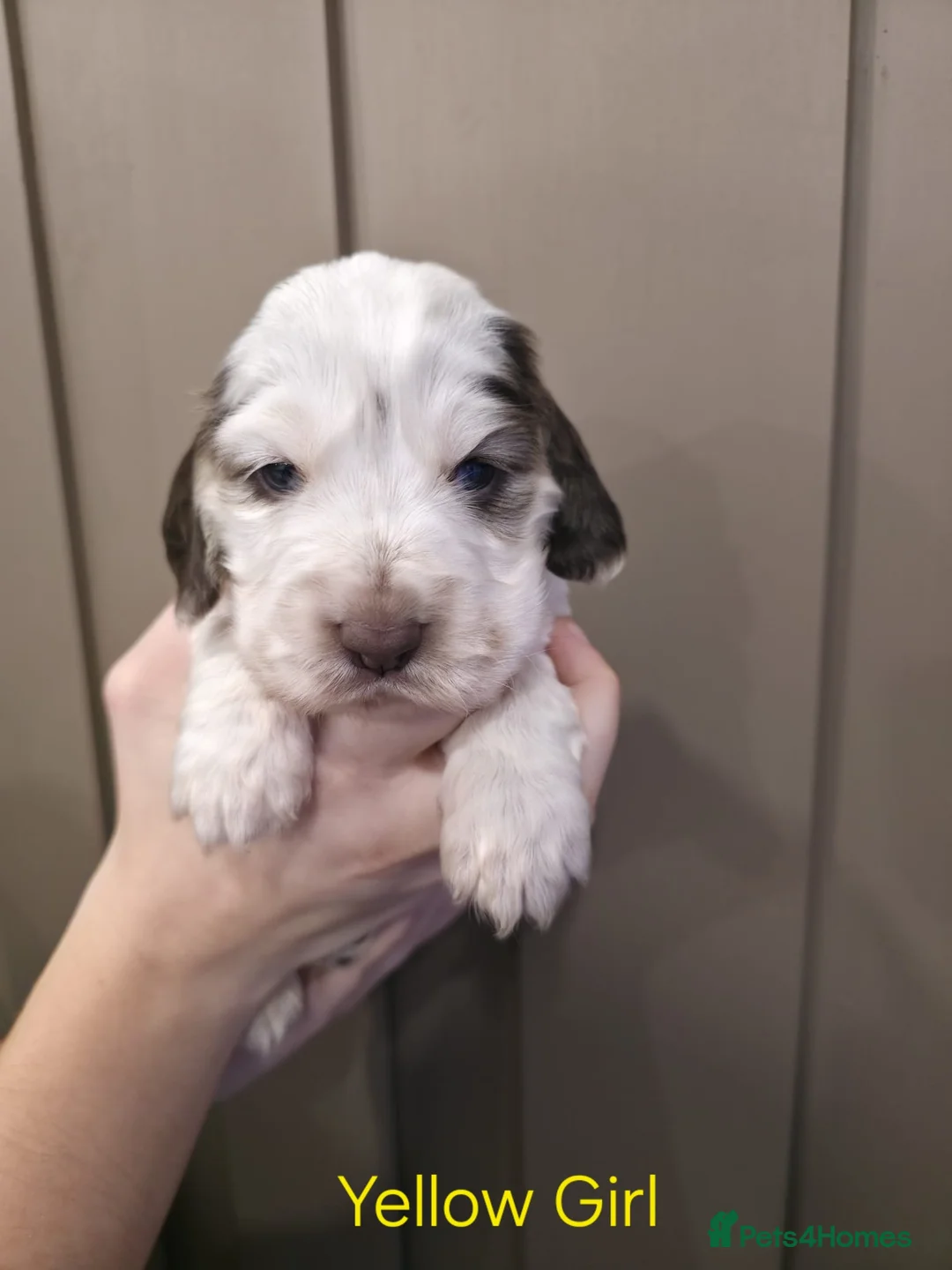 Cocker Spaniel dogs for sale: Show Type Cocker Spaniels Ready to leave now - Advert 18