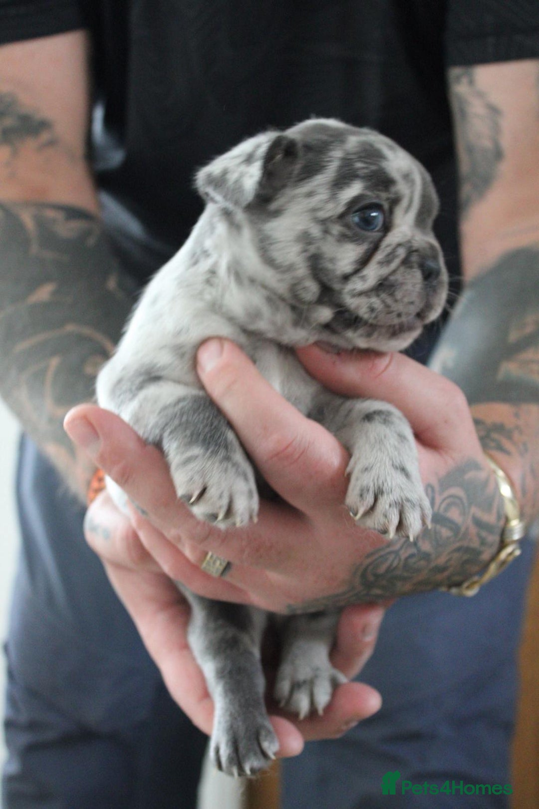 French Bulldog dogs for sale: French Bulldog Merles carrying fluffy ready to go. - Advert 17