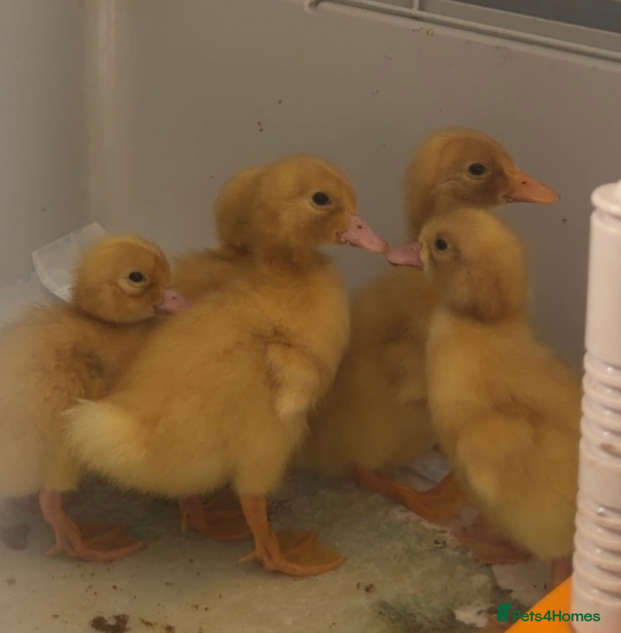 Ducks poultry 2 Pekin ducklings  - Advert 15