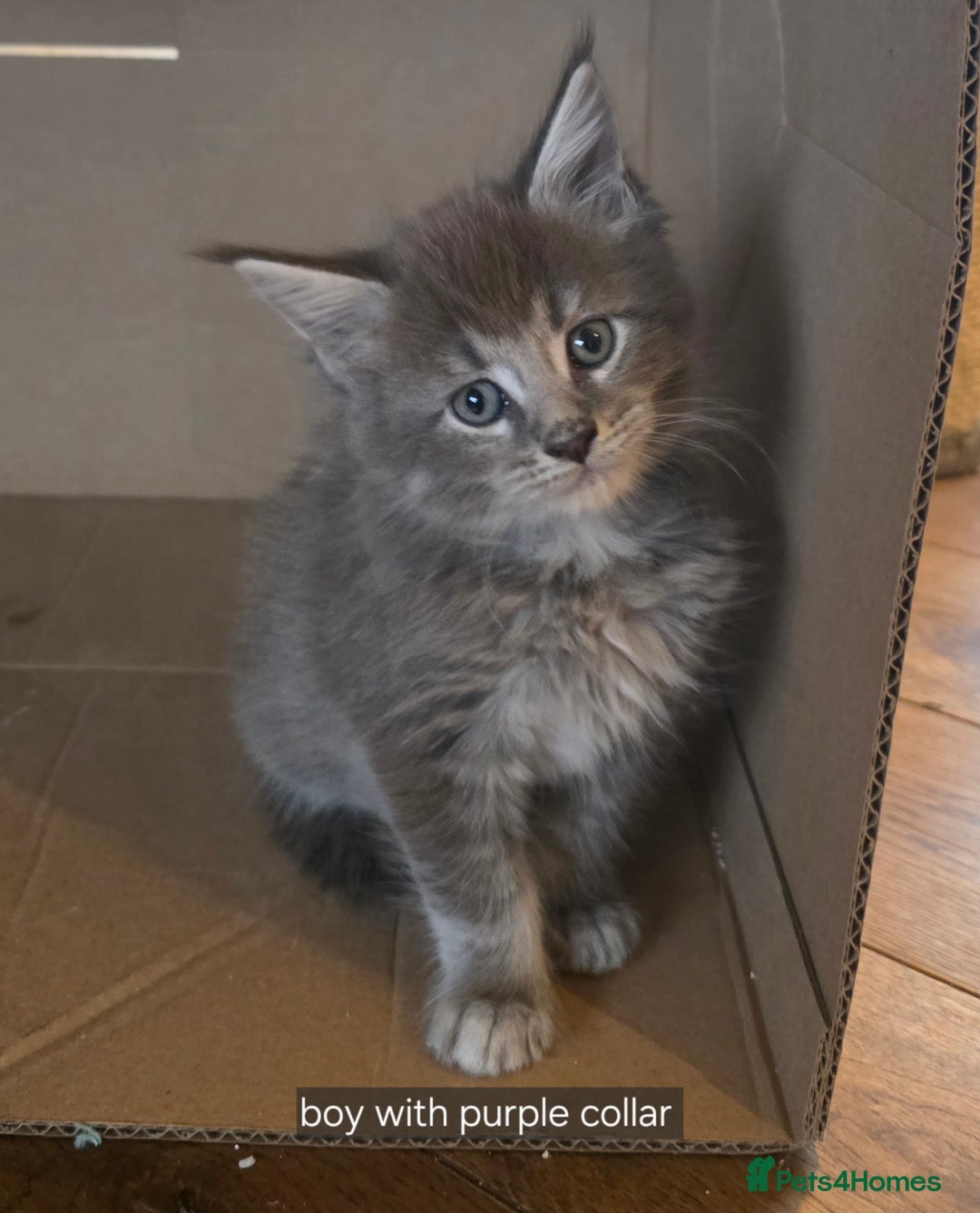 Maine Coon cats for sale: Maine coon pedigree kittens  - Advert 3