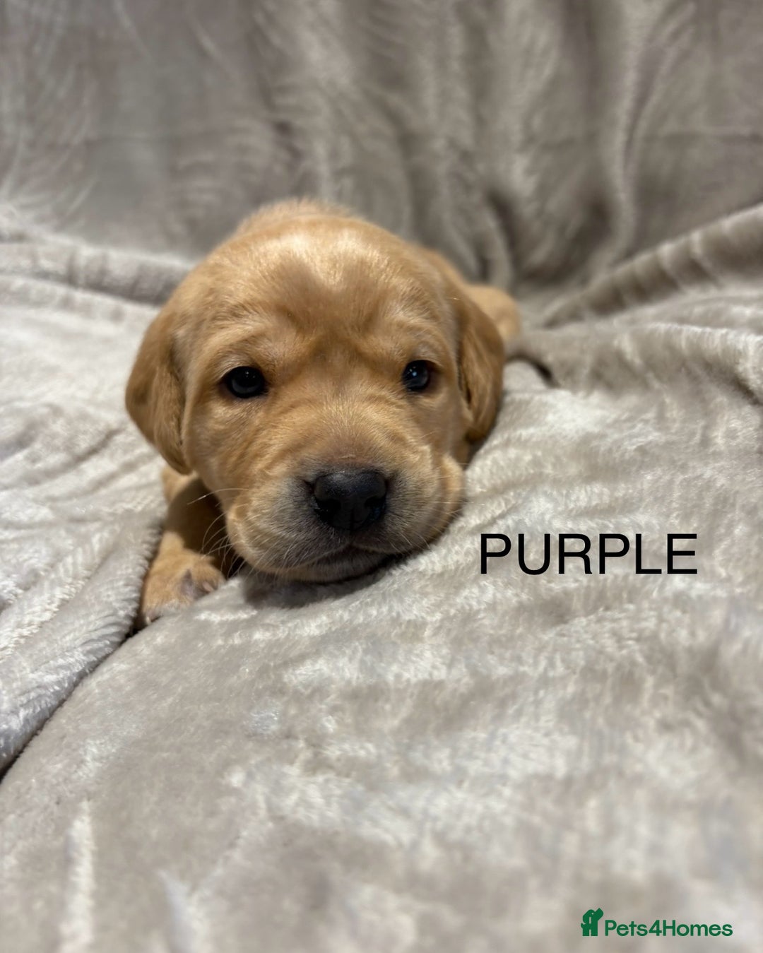Labrador Retriever dogs for sale: KC Labrador puppies yellow / Red  - Advert 18
