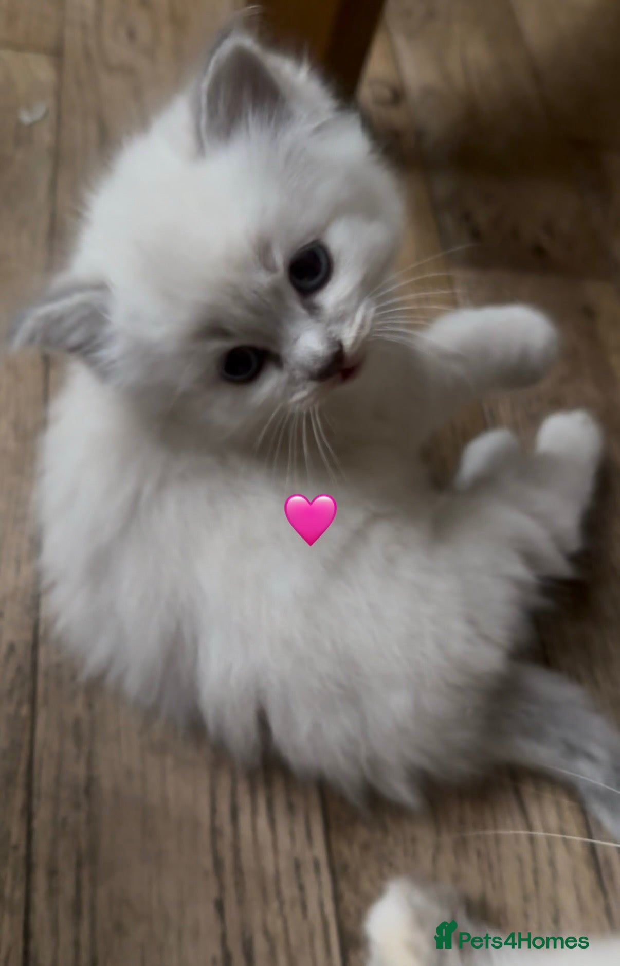Ragdoll cats Adorable Purebred Ragdoll Kitties 🤍 - Advert 1