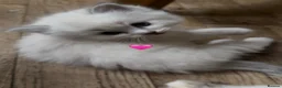 Ragdoll cats for sale: Adorable Purebred Ragdoll Kitties 🤍 - Advert 1