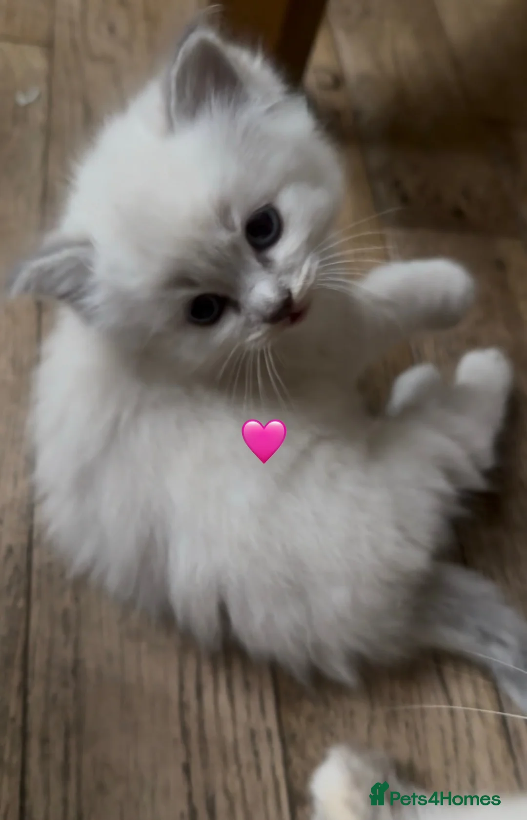 Ragdoll cats for sale: Adorable Purebred Ragdoll Kitties 🤍 - Advert 1
