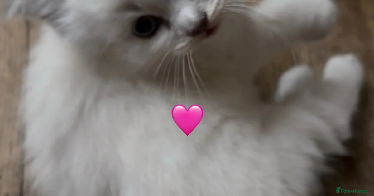 Redpoint Ragdolls Baby Kittens for sale | Pets4Homes