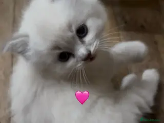 Ragdoll cats Adorable Purebred Ragdoll Kitties 🤍 - Advert 5